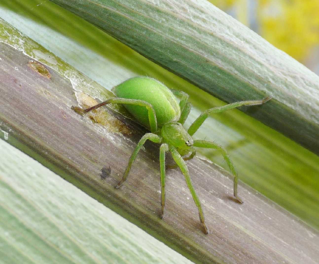 Micrommata sarda